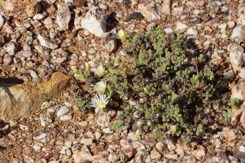 Drosanthemum schoenlandianum, photograph 4