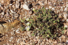 (c) Tony Rebelo, some rights reserved (CC BY-SA) Drosanthemum schoenlandianum, photograph (c) Tony Rebelo, some rights reserved (CC BY-SA)