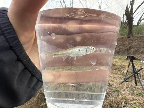 Chinese Hooksnout Carp