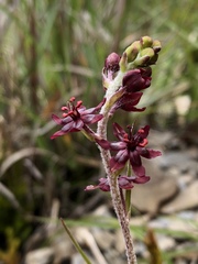 Veratrum formosanum
