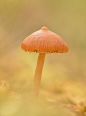 Galerina tibiicystis