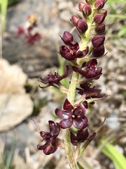 Veratrum formosanum