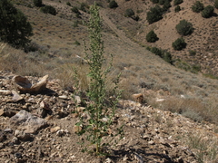 Chenopodium berlandieri zschackii