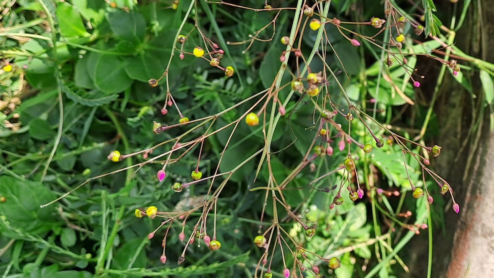 Talinum paniculatum — ảnh 2