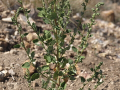 Chenopodium berlandieri zschackii