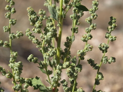 Chenopodium berlandieri zschackii