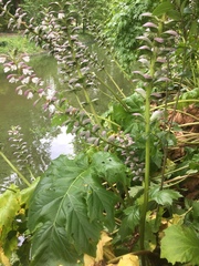 Acanthus mollis