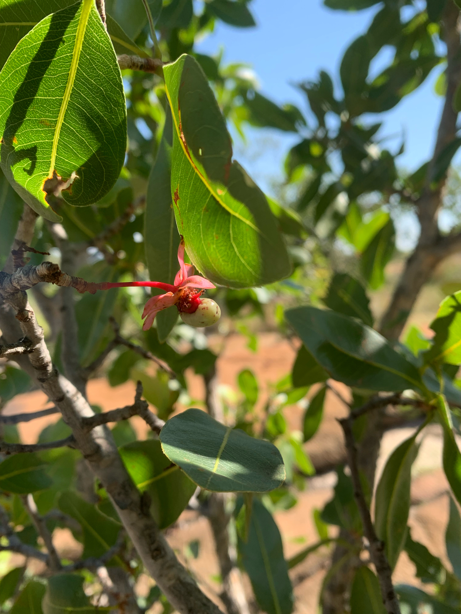 Imagem de Ipê-de-jardim