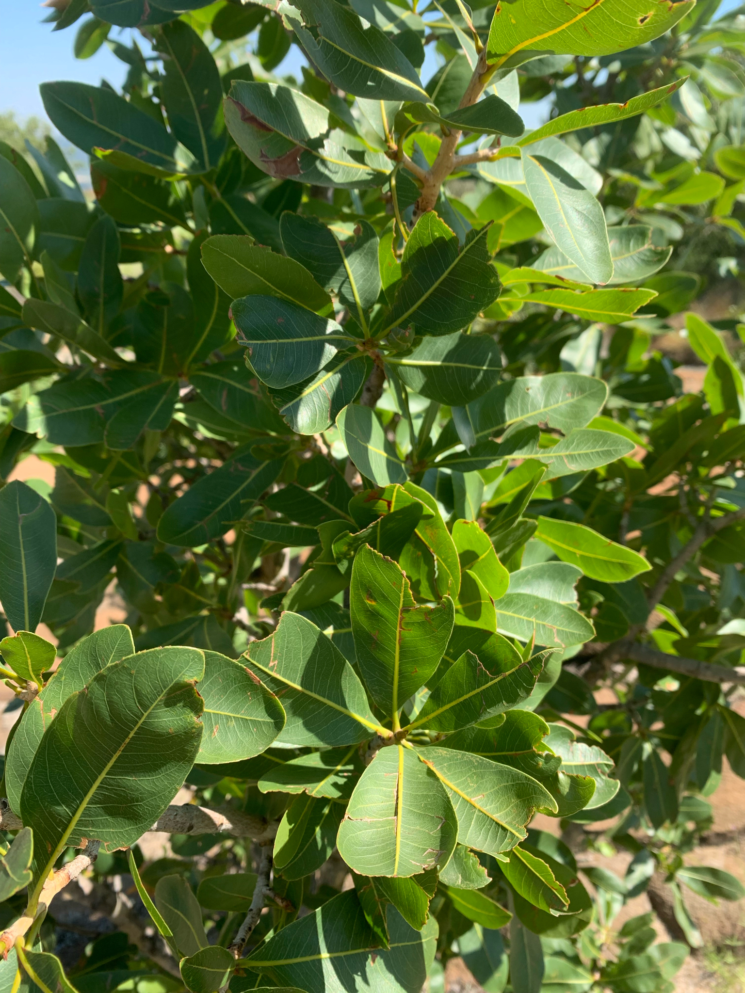 Imagem de Ipê-de-jardim