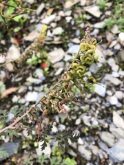 Corydalis ophiocarpa