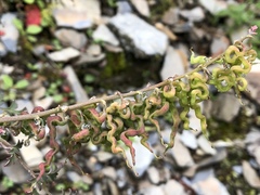 Corydalis ophiocarpa