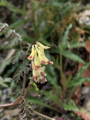 Corydalis ophiocarpa