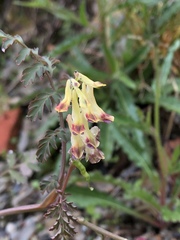 Corydalis ophiocarpa