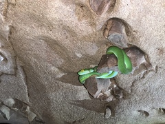 Trimeresurus macrops