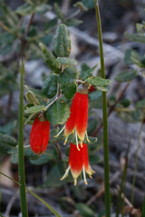 Correa reflexa scabridula