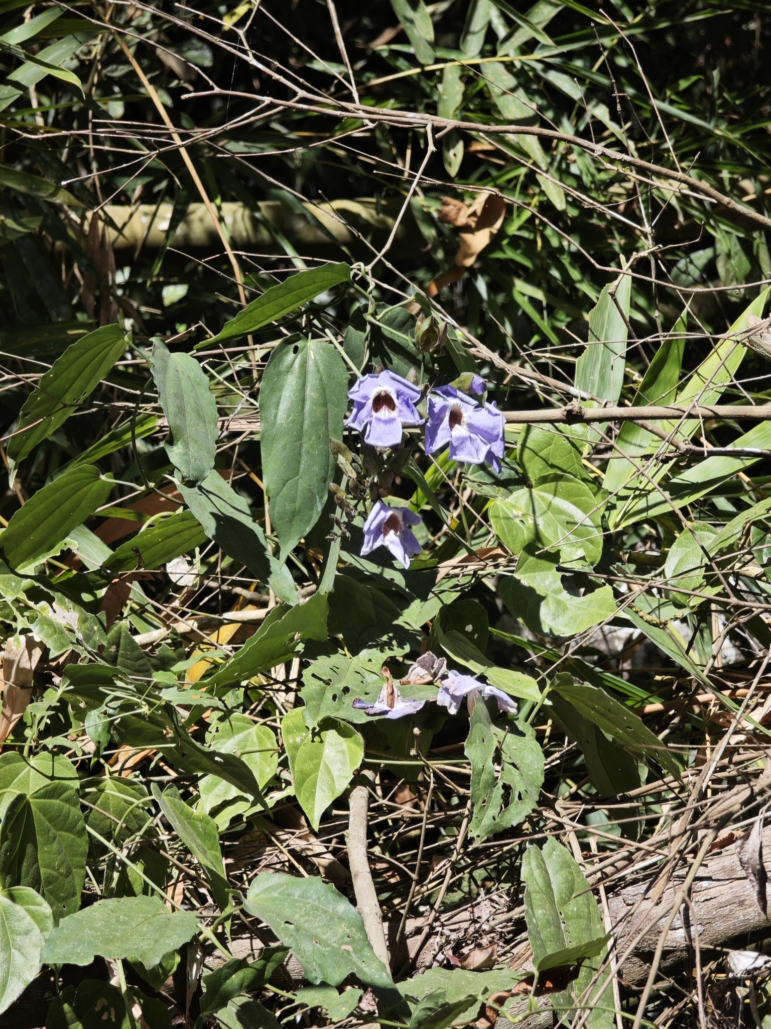 Imagem de Tumbérgia-azul