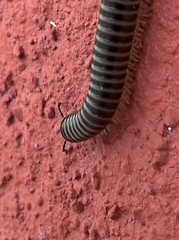 Ommatoiulus sabulosus aimatopodus