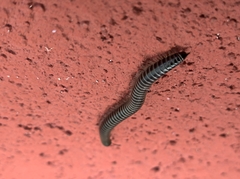 Ommatoiulus sabulosus aimatopodus