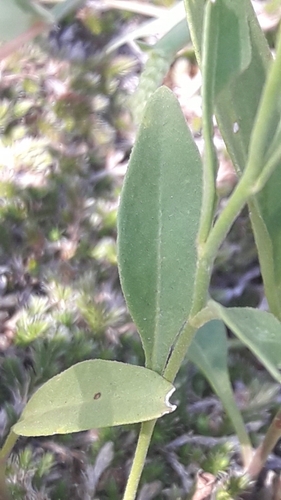 Image of Bouchetia anomala by no rights reserved