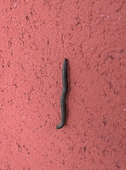 Ommatoiulus sabulosus aimatopodus