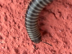 Ommatoiulus sabulosus aimatopodus