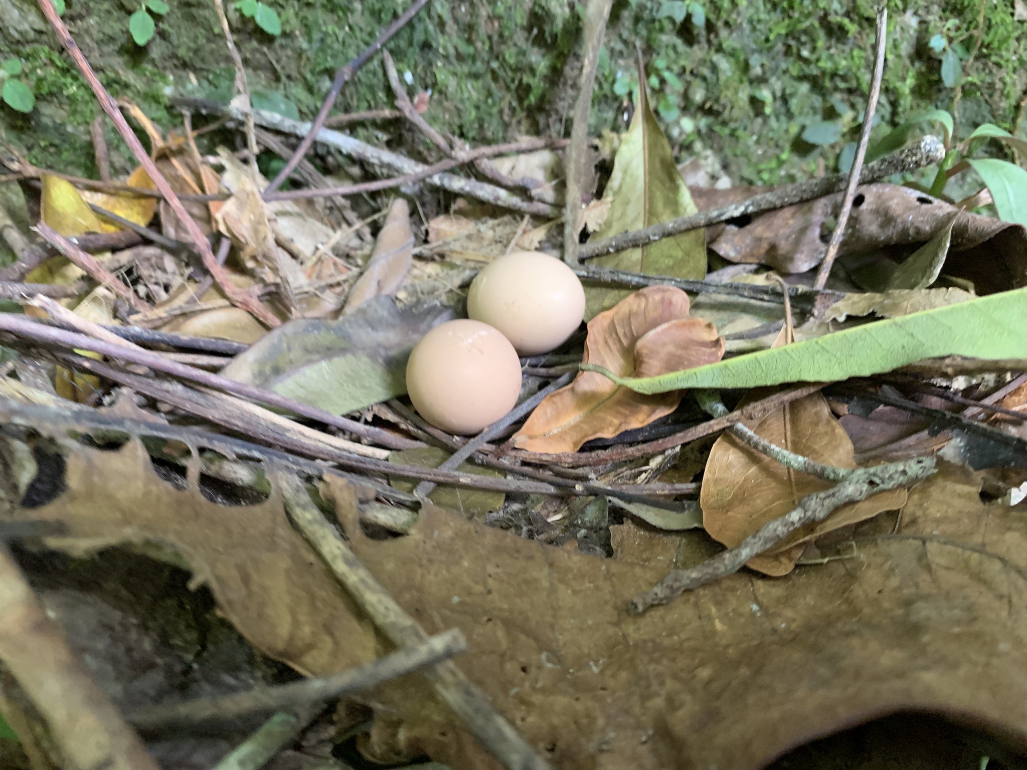 Ruddy Quail-Dove (Geotrygon montana), photo 9