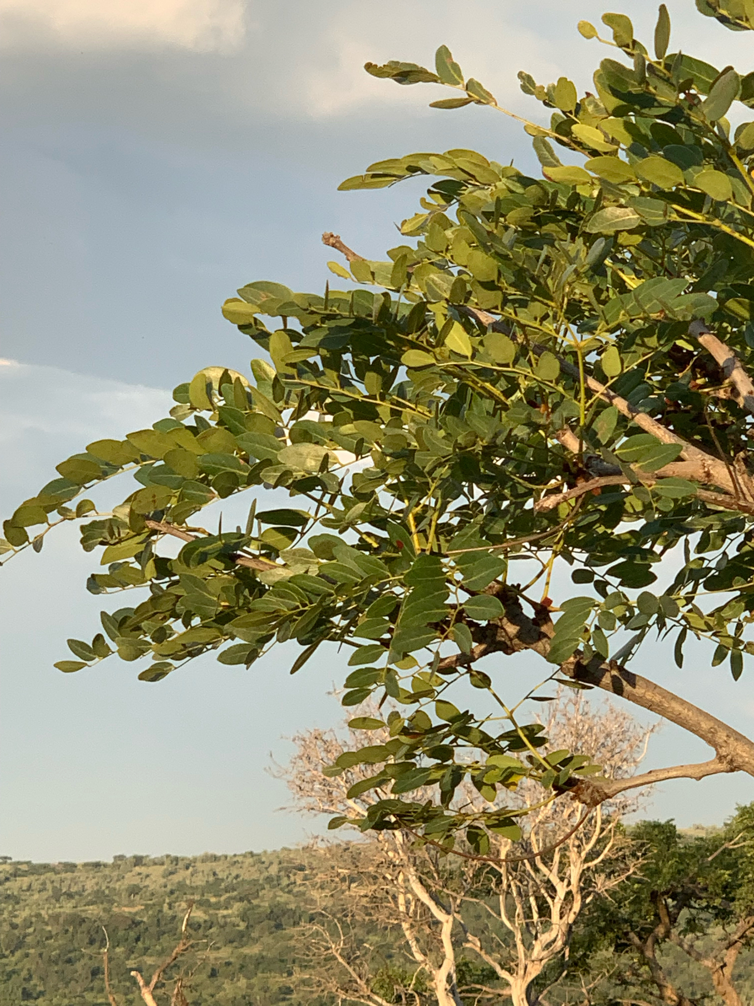 Imagem de Pau-ferro-africano