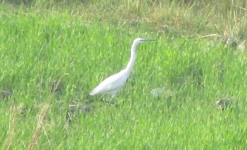 Little Egret