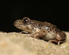 Catalonian Midwife Toad photo 3