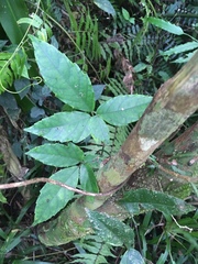 Tetrastigma hemsleyanum