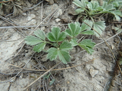 Potentilla acaulis