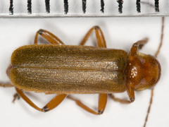 Cantharis cryptica