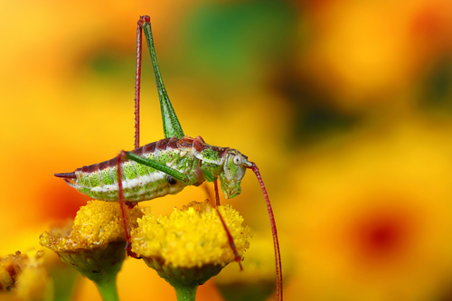 Striped Bush-cricket, Гродно, Гродненская область, Беларусь, photo 8 of 10