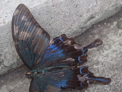 Papilio dehaanii