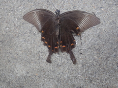 Papilio dehaanii