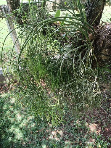Foto de Cacto Coral