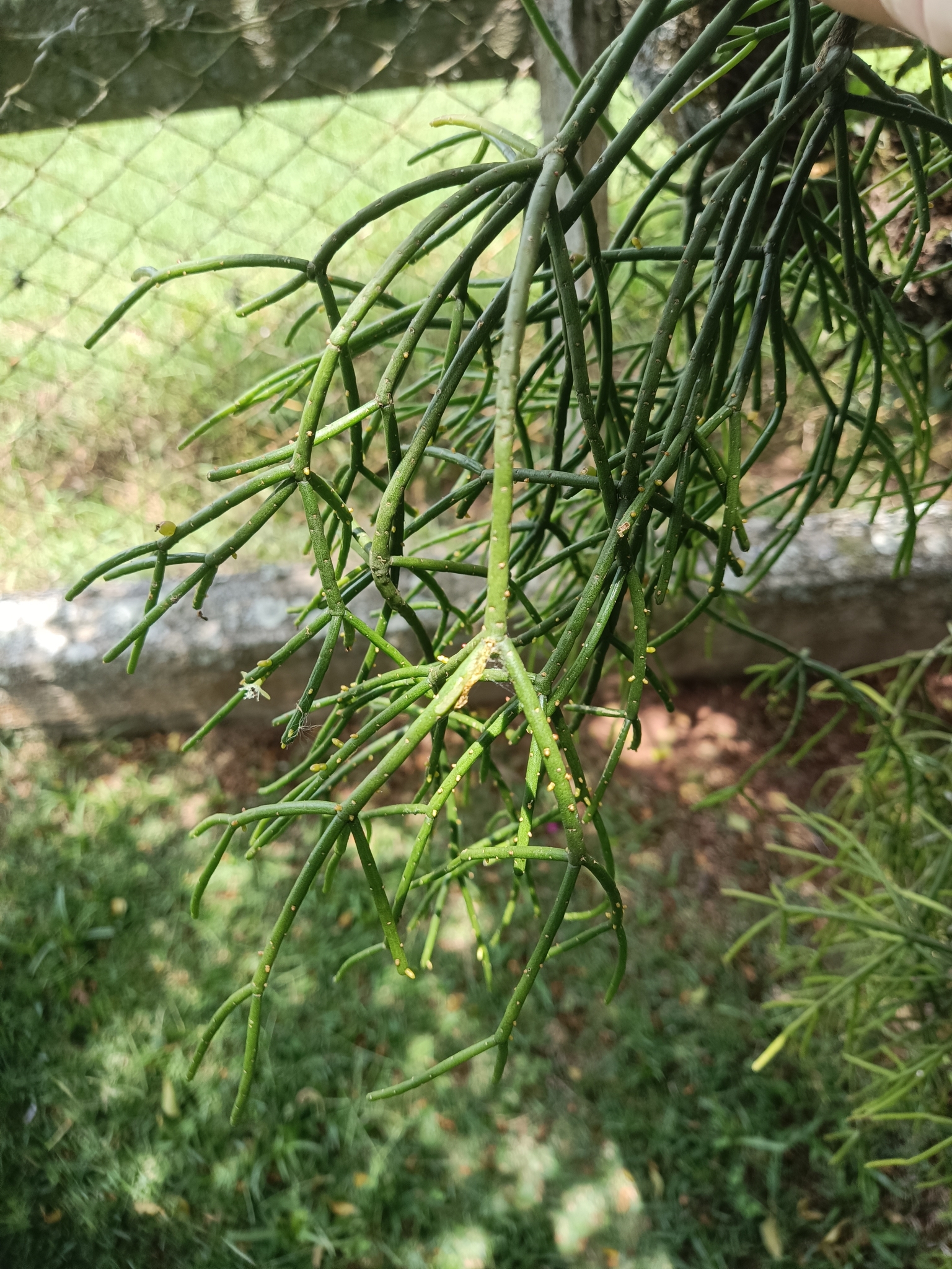 Imagem de Cacto Coral