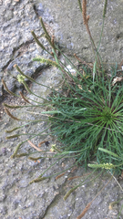 Plantago coronopus