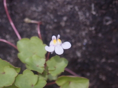 Cymbalaria