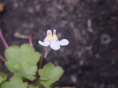 Cymbalaria