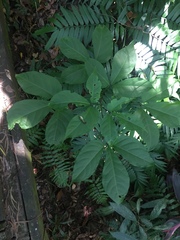 Crateva adansonii formosensis