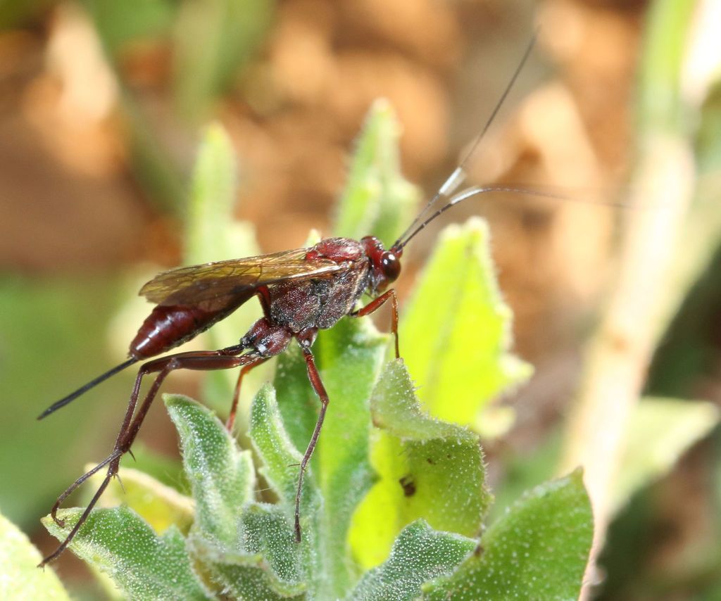 Cryptus australis