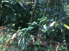 Elaeocarpus japonicus