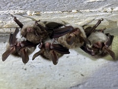 Bechstein's Myotis photo 2