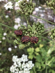 Graphosoma