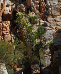 Grevillea pyramidalis