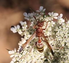 Polistes badius