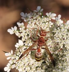 Polistes badius