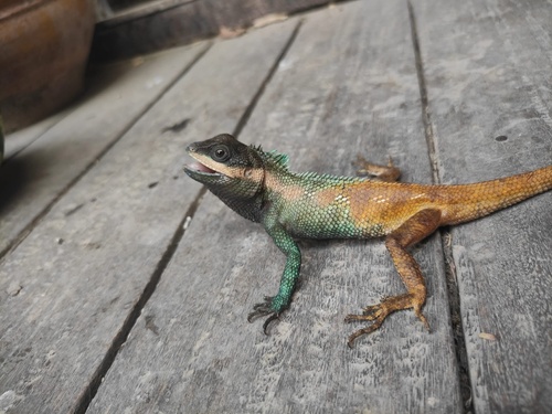Sagaing Blue Crested Agama