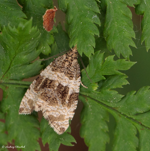 Olethreutes umbrosana